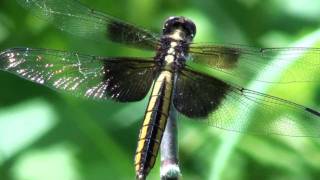 Widow Skimmer Dragonfly Libellulidae Libellula luctuosa Female on Stick [upl. by Narhet]