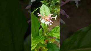 Indian snakeroot  Sarpagandha  Medicine [upl. by Cassie912]