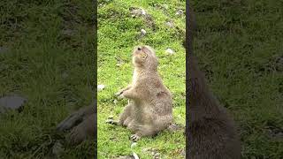 The Adorable Prairie Dog prairiedog cuteanimal short shorts [upl. by Kingsbury]