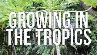 The Shocking Truth About Growing Vegetables in the Tropics What Works and What Doesnt [upl. by Gerson]