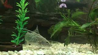 Pictus Catfish in my 135 Gallon “Shark” Tank [upl. by Sicular]