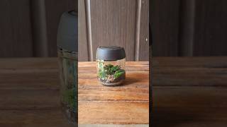 Closed Terrarium miniterrarium dehradun terrariumdiy tinygarden diy nature [upl. by Buckie240]