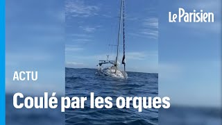 Bateau coulé par des orques  «Cest un jeu qui sest transmis entre groupes danimaux» [upl. by Ekeiram]