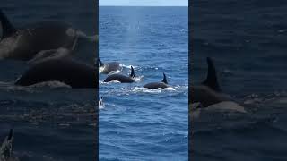 Killer Whale Hunt Straptoothed Beaked Whale  23124 [upl. by Goodrow]