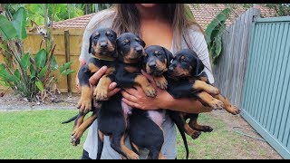 Doberman Puppies Birth to 8 weeks old [upl. by Hanschen]