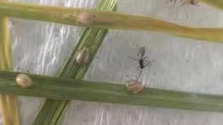 Parasitoid Aphidius ervi emerging from a Grain aphid mummy [upl. by Atikkin]