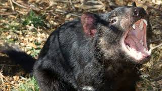 What does tasmanian devil sound like Get to know the tasmanian devil and its sounds  noises [upl. by Simaj]