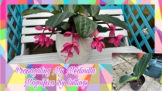 Medinilla Magnifica Flamenco  Propagation By Cuttings 🌱 1080p  4K [upl. by Changaris]