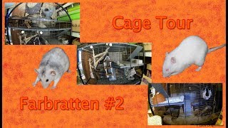 Cage Tour Farbratten 2 [upl. by Ulyram]