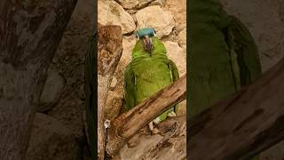 Blue headed Amazon parrot Xcaret Park Playa del Carmen Mexico tropical Caribbean jungle bird life [upl. by Ilyah]