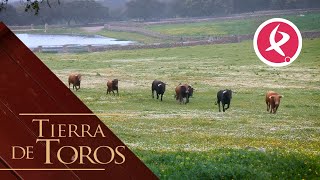 Novillos a punto para iniciar una feria  Tierra de Toros [upl. by Dekeles370]