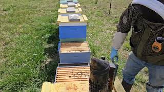 beekeeping  caging queen combining two colonies  27 [upl. by Abernon]