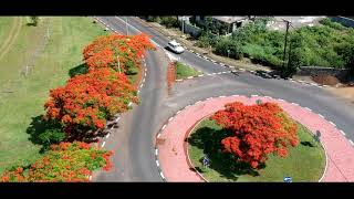 Flamboyant Tree  Delonix regia  Royal Poinciana  Mauritius [upl. by Airotkiv]