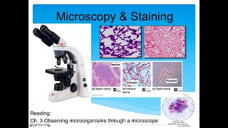 Introduction to Microbiology Lecture Microscopy amp Staining Part 2 [upl. by Stoller]