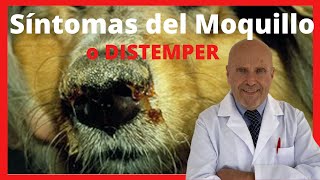 🔴 Cómo empieza el MOQUILLO Síntomas iniciales del DISTEMPER Canino en los Perros Adultos Cachorros [upl. by Geraldina920]