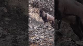 Ibex Searching food in Mountain gb mountains animals ibex duet king suiii rage viralvideo [upl. by Toh531]