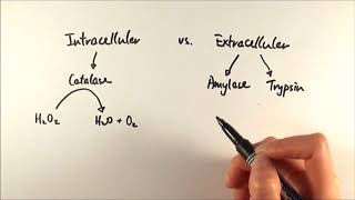 AS Biology  Intracellular vs Extracellular enzymes OCR A Chapter 41 [upl. by Thurlow168]