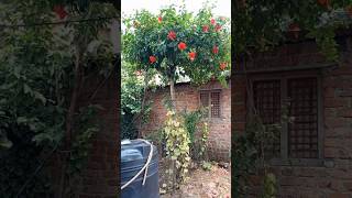 Village Home garden 🏡🌺villagehomegarden shortvideo [upl. by Gambrell]