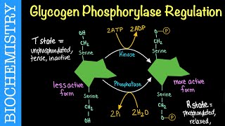 Glycogen Phosphorylase Regulation  Biochemistry [upl. by Naitirb685]