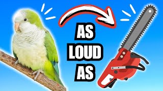 HOW LOUD ARE PARROTS  noisiest type revealed  BirdNerdSophie [upl. by Nailluj931]