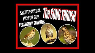 Song Thrush Short Factual Film About Our Feathered Friends SONG THRUSHES [upl. by Mallin828]