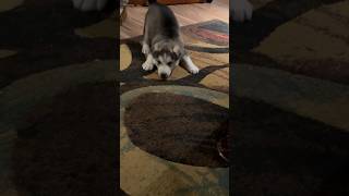 Ferocious 3 week old Huskador attacking human Husky and Labrador mix dog breed labsky [upl. by Meehar943]