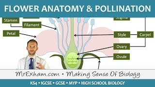 Plant reproduction  Flower anatomy and pollination  GCSE Biology 91 [upl. by Nitas]