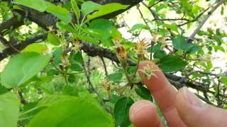 Identifying an Apple Tree [upl. by Yelyah]