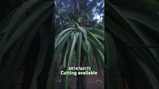 Jamboo red dragon fruit plantCutting availableComercial Dragon fruit VarietyDf farm [upl. by Merrily]