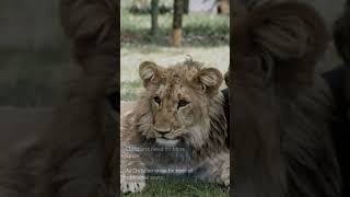 Men Keep Lion as a Pet The True Story of Christian The Lion facts wildlife mammals didyouknow [upl. by Mord]