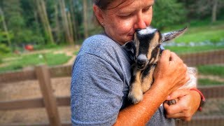 Our Goat SURPRISED Us With The CUTEST Goat Babies 🐐 [upl. by Cirederf]