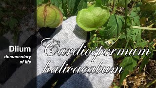 Lesser balloon vine Cardiospermum halicacabum  part 1 [upl. by Pantheas]