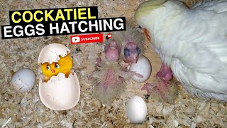 COCKATIEL EGG HATCHING [upl. by Anolahs]