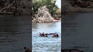 Hippo Encounter from a Boat See These Giants in Their Element 🦛🚤 [upl. by Baudelaire]