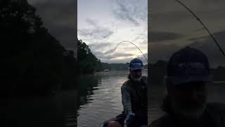 Unusual Topwater Blowup At Lake Lanier shorts topwater [upl. by Yelreveb]