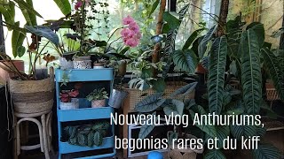 Vlog 4 des animaux et des plantes [upl. by Ellehcram114]