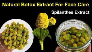 DIY Natural Botox Spilanthes Extract For Face Care Store For Up To 2 Years Homemade [upl. by Earezed]