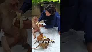 救了母亲和孩子 animal rescue animallover monkey [upl. by Senhauser674]