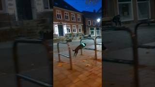 FahrradständerParcours im Dunkeln 🐕✨ Hundetricks [upl. by Lurline122]