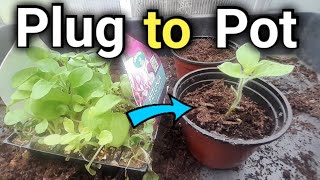 How to Plant and Grow Plug Plants  Potting up Plugs  Gardening for Beginners [upl. by Necaj]