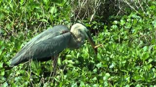 Great blue heron and snake [upl. by Mast]