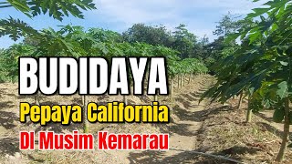 Update terbaru kondisi kebun pepaya calfornia di kebun infodesa [upl. by Jania906]