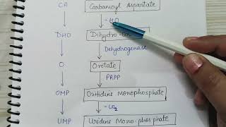 de novo biosynthesis of pyrimidine [upl. by Maggie]