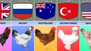 Chicken Breeds From Different Countries [upl. by Drape]