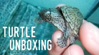 QUARTERSIZED BABY TURTLE UNBOXING  New Additions [upl. by Nailluj]