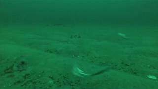 New England Fishmongers Fippennies Ledge Underwater Footage Second Drift [upl. by Steinberg632]