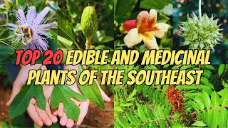 Top 20 Edible and Medicinal Plants of the Southeastern US [upl. by Enileme]