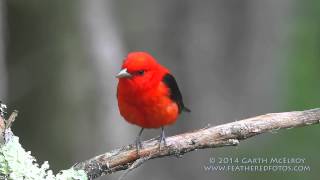 Scarlet Tanager in Maine [upl. by Comras]