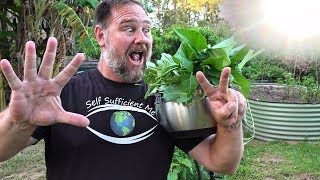 7 Top Vegetables EASY to Grow in a HOT Summer [upl. by Yerok801]