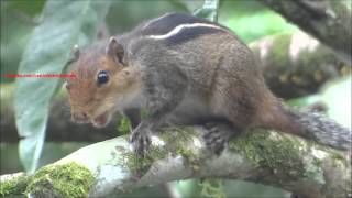 Loud squirrel chirping sounds  Squirrel sound [upl. by Atnovart]